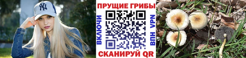 Псилоцибиновые грибы мицелий  Ленинск-Кузнецкий 